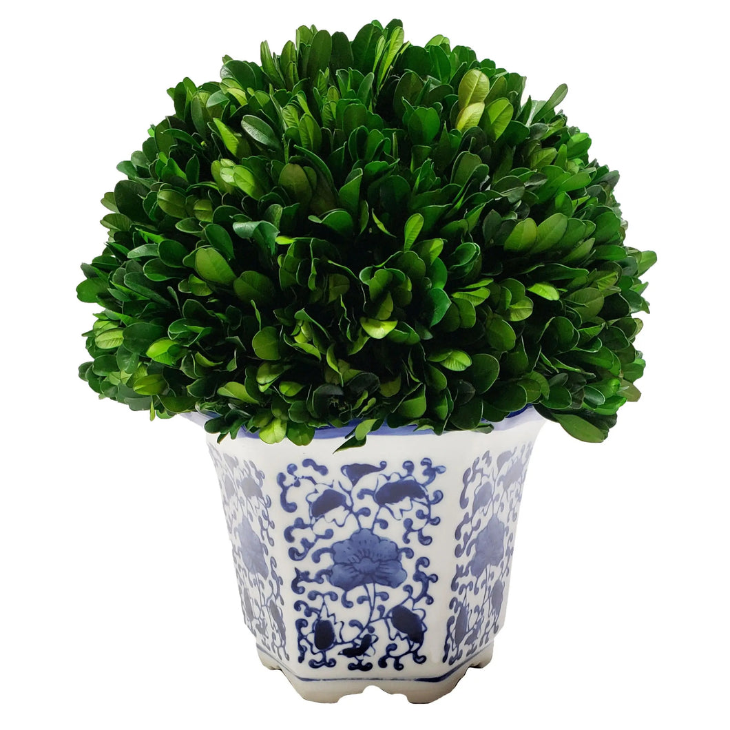 Preserved Boxwood Ball in Ceramic Pot